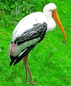 Beautiful Stork Bird paint by numbers