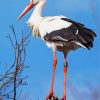 Stork Bird paint by numbers