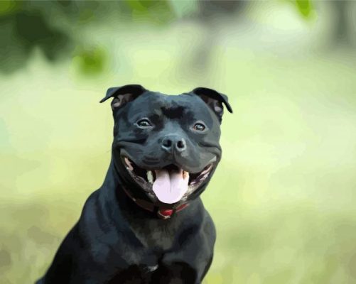 Black Stuffy Dog paint by numbers