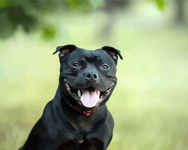 Black Stuffy Dog paint by numbers