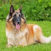 Belgian Tervuren Dog paint by numbers