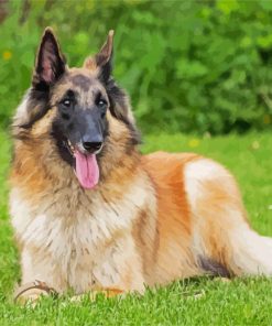 Belgian Tervuren Dog paint by numbers