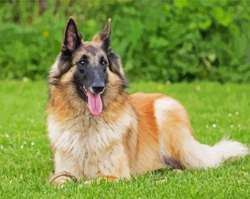 Belgian Tervuren Dog paint by numbers