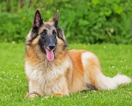 Belgian Tervuren Dog paint by numbers