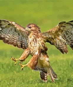 The Common buzzard paint by numbers