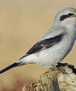 The Great Grey Shrike paint by numbers