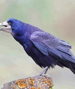 The Rook Bird paint by numbers