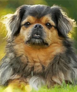 Tibetan Spaniel Dog paint by numbers