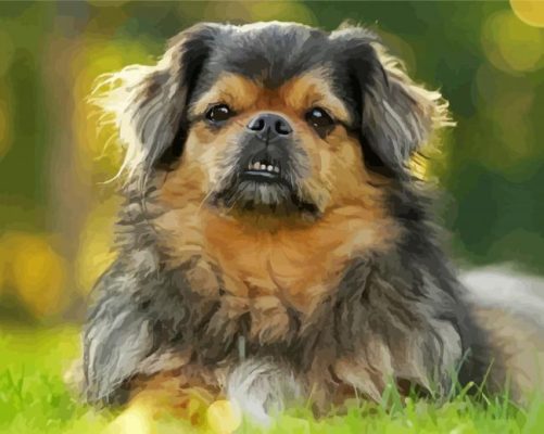 Tibetan Spaniel Dog paint by numbers