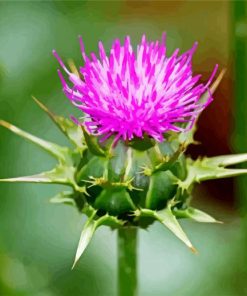 Cirsium Thistle paint by numbers