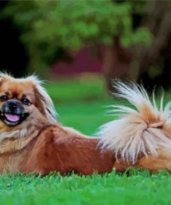 Brown Tibetan Spaniel paint by numbers