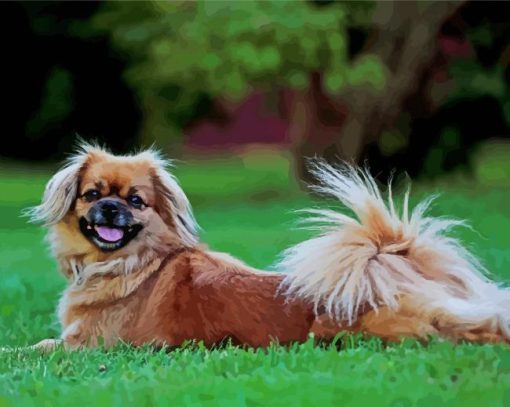 Brown Tibetan Spaniel paint by numbers