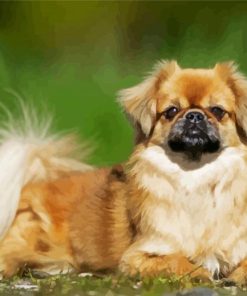 Adorable Tibetan Spaniel paint by numbers