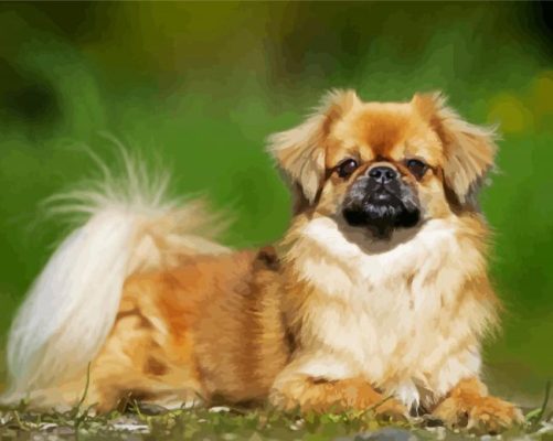 Adorable Tibetan Spaniel paint by numbers