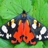 Tiger Moth Butterfly paint by numbers