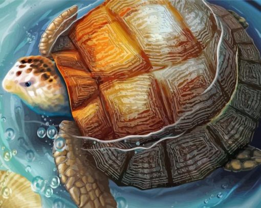 Tortoise In Water paint by numbers