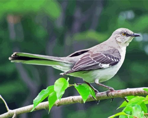 Tropical Mockingbird paint by numbers