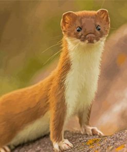 Adorable Weasel paint by numbers