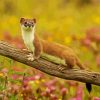 Weasel On Branch paint by numbers