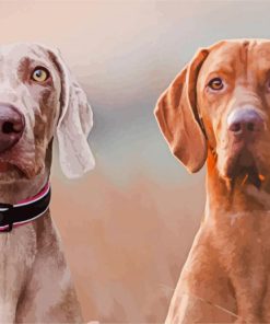 Two Weimaraner Dogs paint by numbers