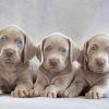 Weimaraner Puppies Scaled paint by numbers