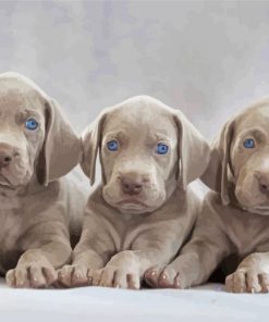 Weimaraner Puppies Scaled paint by numbers