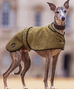 Whippet Pet Dog paint by numbers