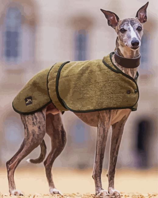 Whippet Pet Dog paint by numbers