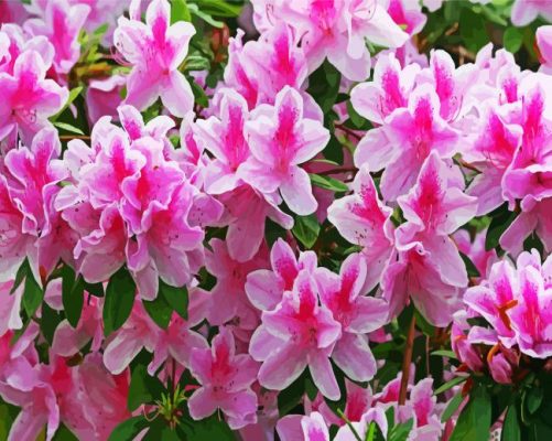 White And Pink Azaleas paint by numbers