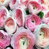 White Pink Ranunculus paint by numbers