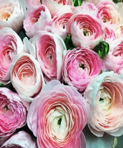 White Pink Ranunculus paint by numbers