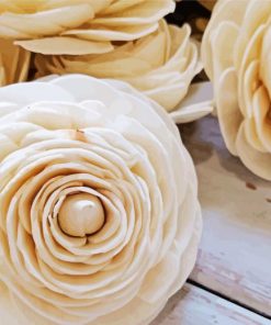 White Ranunculus Flowers paint by numbers