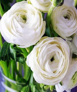 Beautiful White Ranunculus paint by numbers