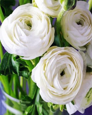 Beautiful White Ranunculus paint by numbers