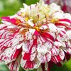 White Red Zinnia paint by numbers