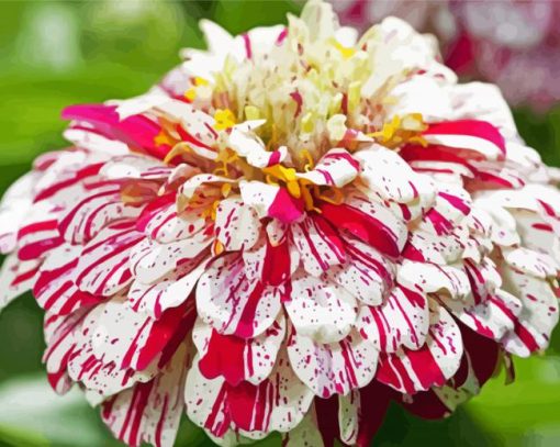 White Red Zinnia paint by numbers