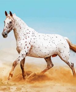 White Appaloosa Horse paint by numbers