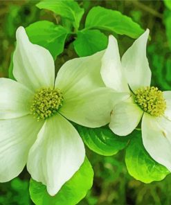 Beautiful White Dogwood paint by numbers