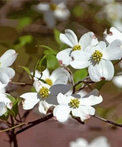 White Dogwood paint by numbers