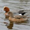 Wigeon Birds paint by numbers