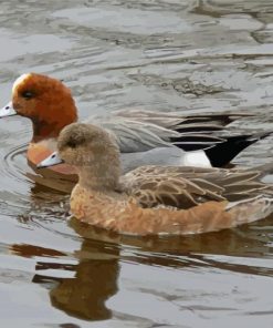 Wigeon Birds paint by numbers