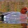 Wigeon In Water paint by numbers