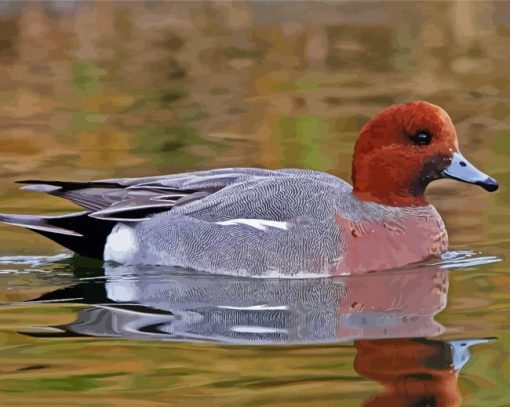 Wigeon In Water paint by numbers