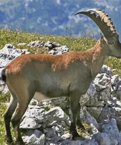 Chamois Wild Animal paint by numbers