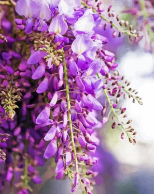 Aesthetics Wisteria Flowers Plant paint by numbers