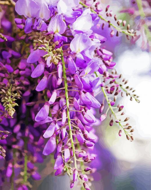 Aesthetics Wisteria Flowers Plant paint by numbers