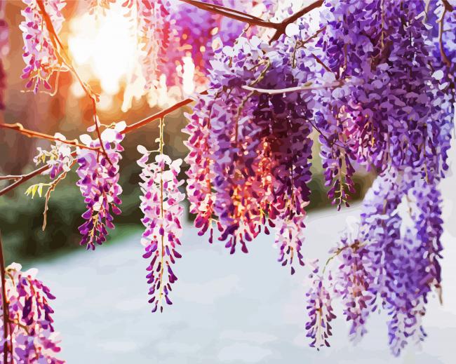 Purple Wisteria Flowers Plant paint by numbers