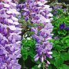 Wisteria Flowers paint by numbers