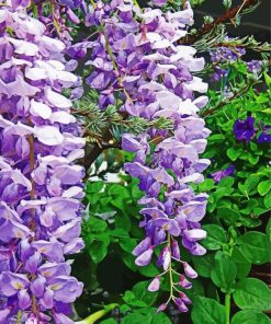 Wisteria Flowers paint by numbers