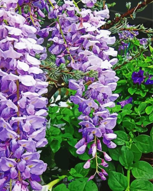 Wisteria Flowers paint by numbers